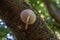 Porcelain mushrooms Oudemansiella mucida on a oak log in a forest