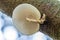 Porcelain mushrooms Oudemansiella mucida on a oak log in a forest