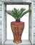 Porcelain vase and sago cycad