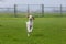 Porcelaine Hound dog playing in a meadow during daylight