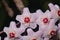 Porcelainflower or wax plant Hoya Carnosa flowers with nectar drops macro, selective focus, shallow DOF