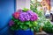 Porch with hydrangea pot on quiet street. old blue wooden door with flowers. Close-Up View of a Front Door of Town House