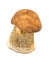 Porcine mushroom isolated