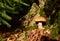 Porcini Cep in forest. Fungal Mycelium and Bolete mushrooms in mushrooming season. White Mushroom in autumn. Boletus Pinophilus