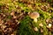 Porcini Cep in forest. Fungal Mycelium in moss in a forest. Bolete mushrooms in wildlife during mushrooming harvesting season.