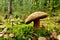 Porcini Cep in forest. Fungal Mycelium in moss in a forest. Bolete mushrooms in wildlife during mushrooming harvesting season.