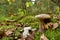 Porcini Cep in forest during mushrooming harvesting season. White Mushroom King Boletus Pinophilus. Fungal Mycelium in moss in a