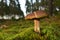 Porcini Cep in forest during mushrooming harvesting season. White Mushroom King Boletus Pinophilus. Fungal Mycelium in moss in a