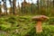 Porcini Cep in forest during mushrooming harvesting season. White Mushroom King Boletus Pinophilus in moss in a forest. Fungal