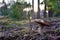 Porcini Cep in forest during mushrooming harvesting season. White Mushroom King Boletus Pinophilus in moss in a forest. Fungal