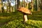 Porcini Cep on sunbeams background in forest. Fungal Mycelium and Bolete mushrooms in mushrooming season. White Mushroom in autumn