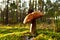 Porcini Cep on sunbeams background in forest. Fungal Mycelium and Bolete mushrooms in mushrooming season. White Mushroom in autumn