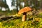 Porcini Cep on sunbeams background in forest. Fungal Mycelium and Bolete mushrooms in mushrooming season. White Mushroom in autumn