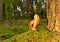 Porcini Cep on sunbeams background in forest. Fungal Mycelium and Bolete mushrooms in mushrooming season. White Mushroom in autumn