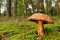 Porcini Cep on sunbeams background in forest. Fungal Mycelium and Bolete mushrooms in mushrooming season. White Mushroom in autumn