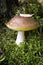 Porcini cep white mushroom king boletus pinophilus. Fungal mycelium in moss in a forest. Mushrooming harvesting season.