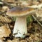 Porcini forest mushroom, autumn brown boletus, cap. Wild penny bun, cep