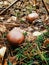 The porcini, the french mushroom or cepe in french in the autumn season, forest of Fontainebleau, France