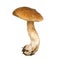 Porcini isolated. Porcini mushroom. Great mushroom.nn