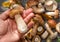 Porcini in male hand close up and fresh harvest of porcini mushrooms on table at the background