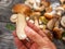 Porcini in male hand close up and fresh harvest of porcini mushrooms on table at the background