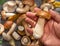 Porcini in male hand close up and fresh harvest of porcini mushrooms on table at the background