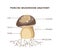 Porcini mushroom anatomy infographic scheme, flat vector illustration isolated.