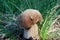 Porcini mushroom in the autumn forest