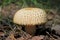 Porcini mushroom in the autumn forest