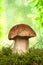 The porcini mushroom Boletus edulis, also known as spruce porcini mushroom, gentlemen`s mushroom or noble mushroom in moss over