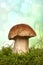The porcini mushroom Boletus edulis, also known as spruce porcini mushroom, gentlemen`s mushroom or noble mushroom in moss over