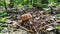 Porcini mushroom in the forest