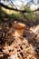 Porcini mushroom grows in pine tree forest at autumn season
