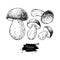 Porcini mushroom hand drawn vector illustration set. Sketch food