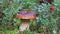 Porcini mushroom king bolete, Boletus edulis in morning dew