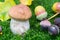Porcini mushroom in moss macro selective focus