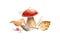 Porcini mushroom, pine cone, branches, autumn leaves and rowan.
