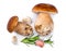 Porcini Mushroom with Rosemary and Garlic