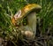 Porcini mushroom with two legs and fused caps