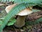 Porcini Mushroom under Ferns