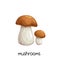 Porcini mushrooms or Boletus edulis
