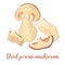 Porcini mushrooms or Boletus edulis, penny bun, cep, porcino. Edible fungus, Dried porcini mushroom