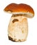 Porcini with a slug on a leg