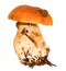 Porcini with a slug on a leg