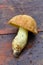 Porcino (Boletus edulis)