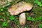 Porcino mushroom in Dolomiti forest. Close up