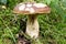 Porcino mushroom in Dolomiti mountains, in Italy