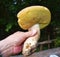 Porcino mushroom in hand, in Dolomiti forest. Close up