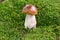 Porcino penny bun boletus edulis cep mushroom