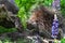 Porcupette and Adult Porcupine Erethizon dorsatum Meet on Log Summer